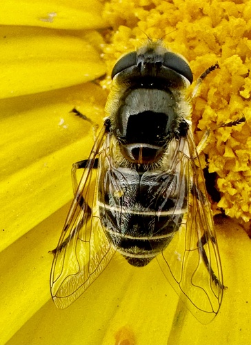 Yellow-shouldered Drone Fly