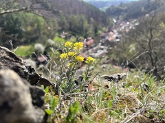 Pavel Kacl, CC BY, iNaturalist via GBIF Alyssum gmelinii, photograph Pavel Kacl, CC BY, iNaturalist via GBIF