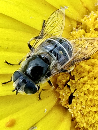 Yellow-shouldered Drone Fly