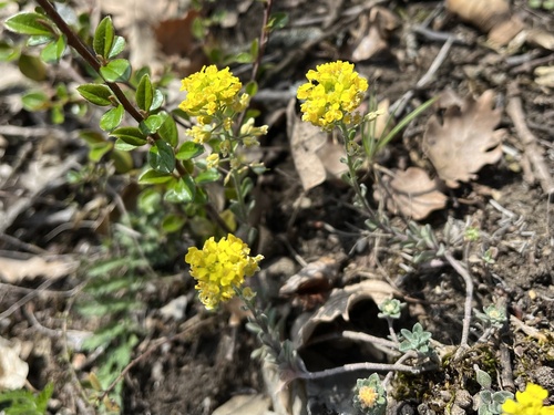 Alyssum gmelinii, photograph 6