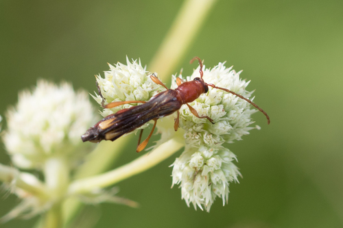 Odontocera flavicauda