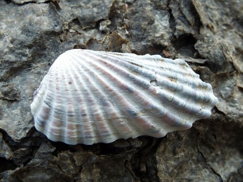 Carditamera radiata