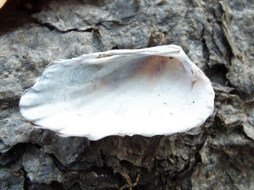 Carditamera radiata