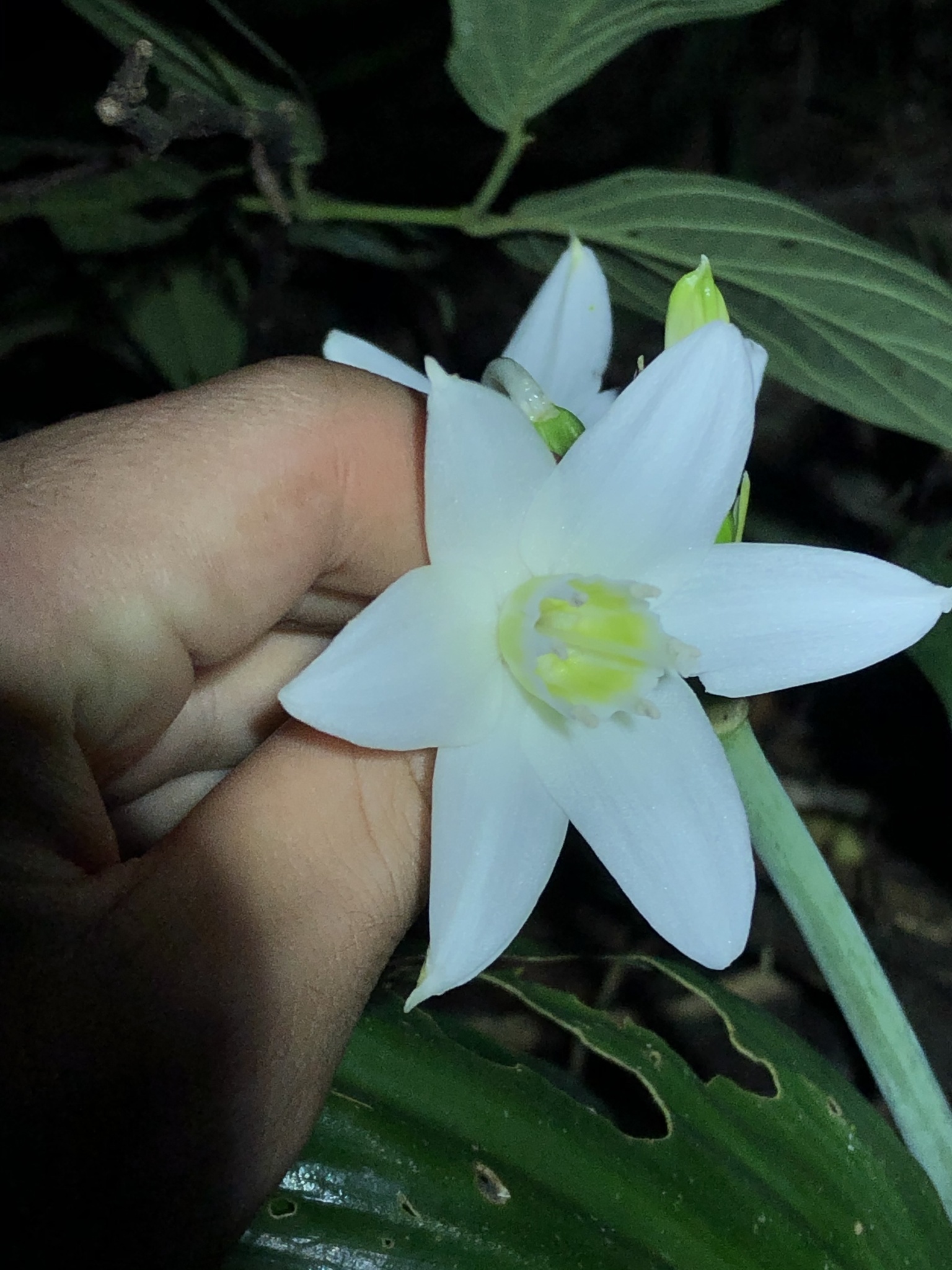 Urceolina cyaneosperma