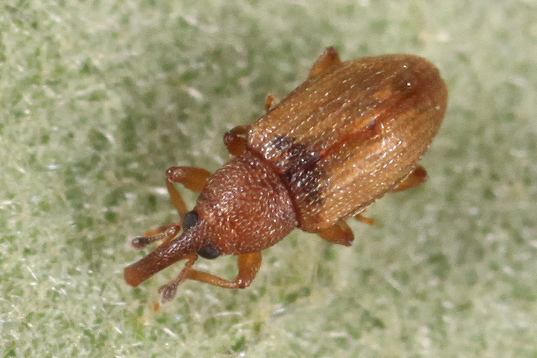 Phyllotrox ferrugineus