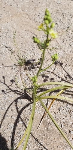 Image of Toxicoscordion brevibracteatum by (c) Katie Pearson, some rights reserved (CC BY)