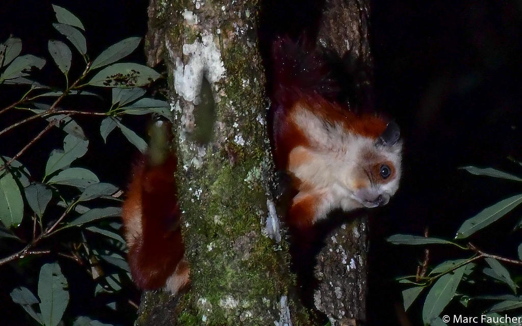 Mainland Redandwhite Giant Flying Squirrel (Petaurista alborufus) Know Your Mammals