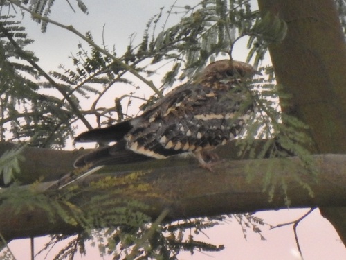 Square-tailed Nightjar (Caprimulgus fossii), photo 10
