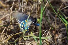 Battus philenor hirsuta