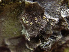 Lecanora laxa