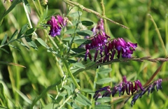 Vicia eriocarpa