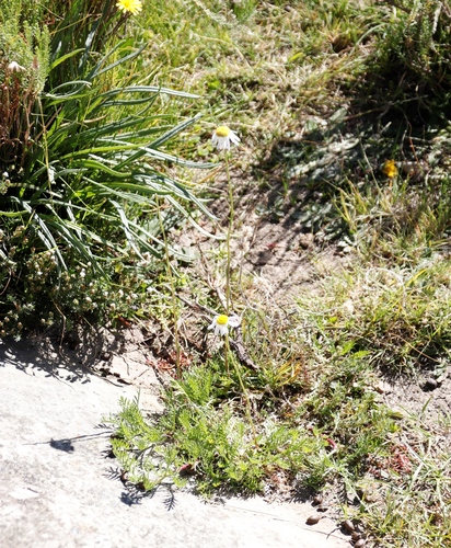 Royal Down-flower (Lasiospermum bipinnatum)