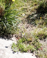 Lasiospermum bipinnatum, photograph (c) Tony Rebelo, some rights reserved (CC BY-SA)