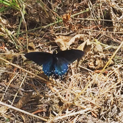 Battus philenor hirsuta