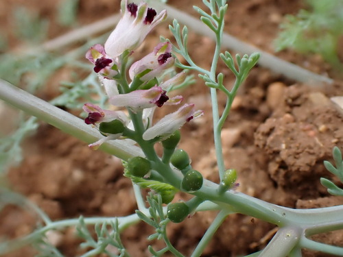 Image of Fumaria parviflora by (c) David Delon, some rights reserved (CC BY)