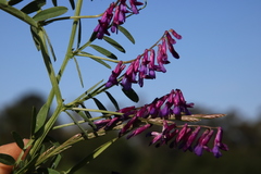 Vicia eriocarpa