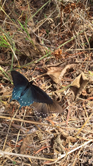 Battus philenor hirsuta