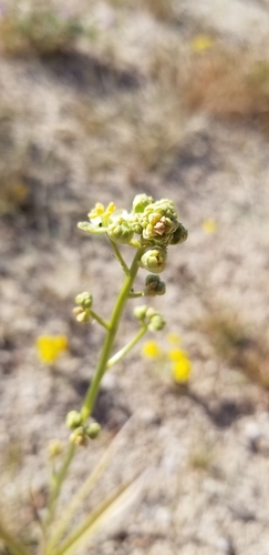 Desert deathcamas (Toxicoscordion brevibracteatum)