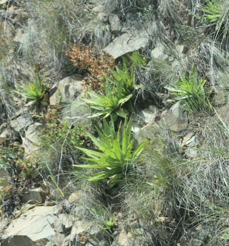 Crassula acinaciformis