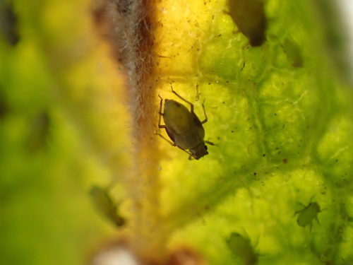 Representative image of Aphis cisticola