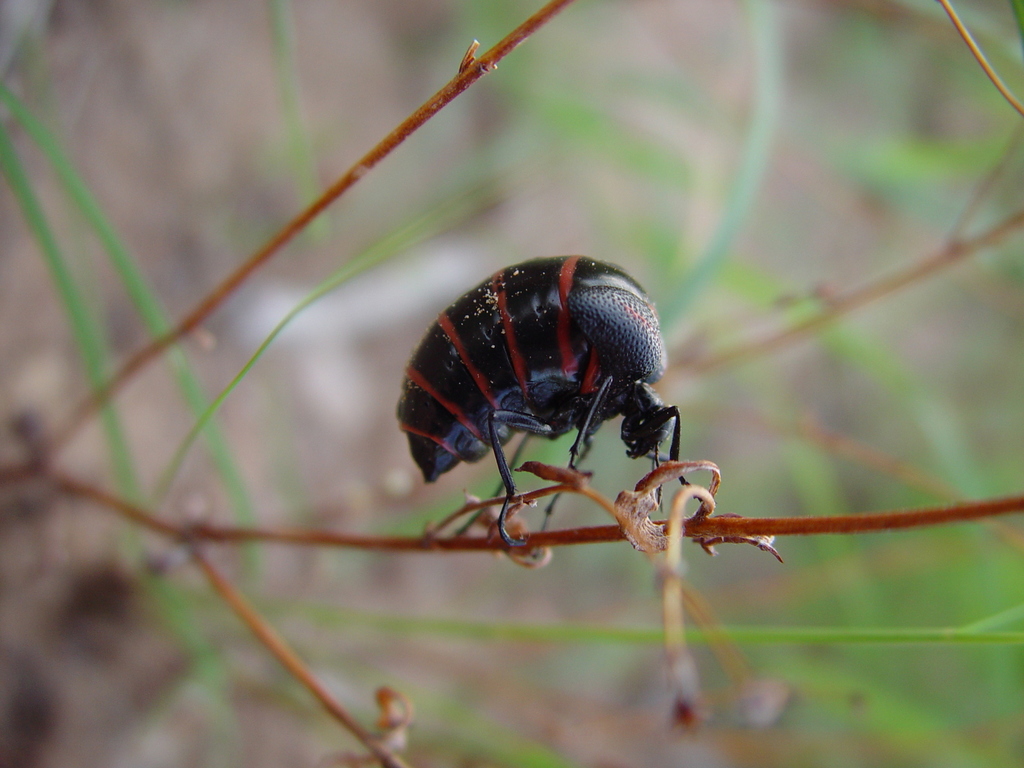 Megetra punctata