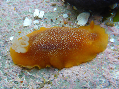 Doriopsilla albopunctata