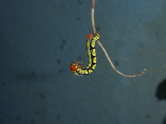 Melanchroia chephise