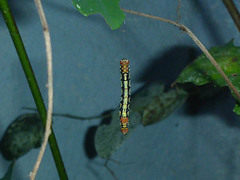 Melanchroia chephise