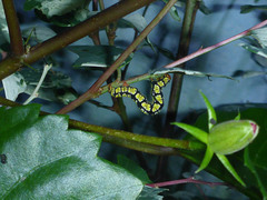 Melanchroia chephise