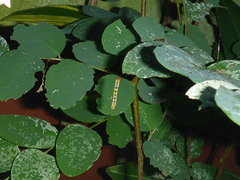 Melanchroia chephise