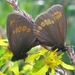 Erebia sudetica - Photo 由 Tomáš Vrána 所上傳的 (c) Tomáš Vrána，保留部份權利CC BY-NC