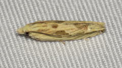 Eucosma olivaceana