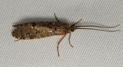 Banksiola crotchi