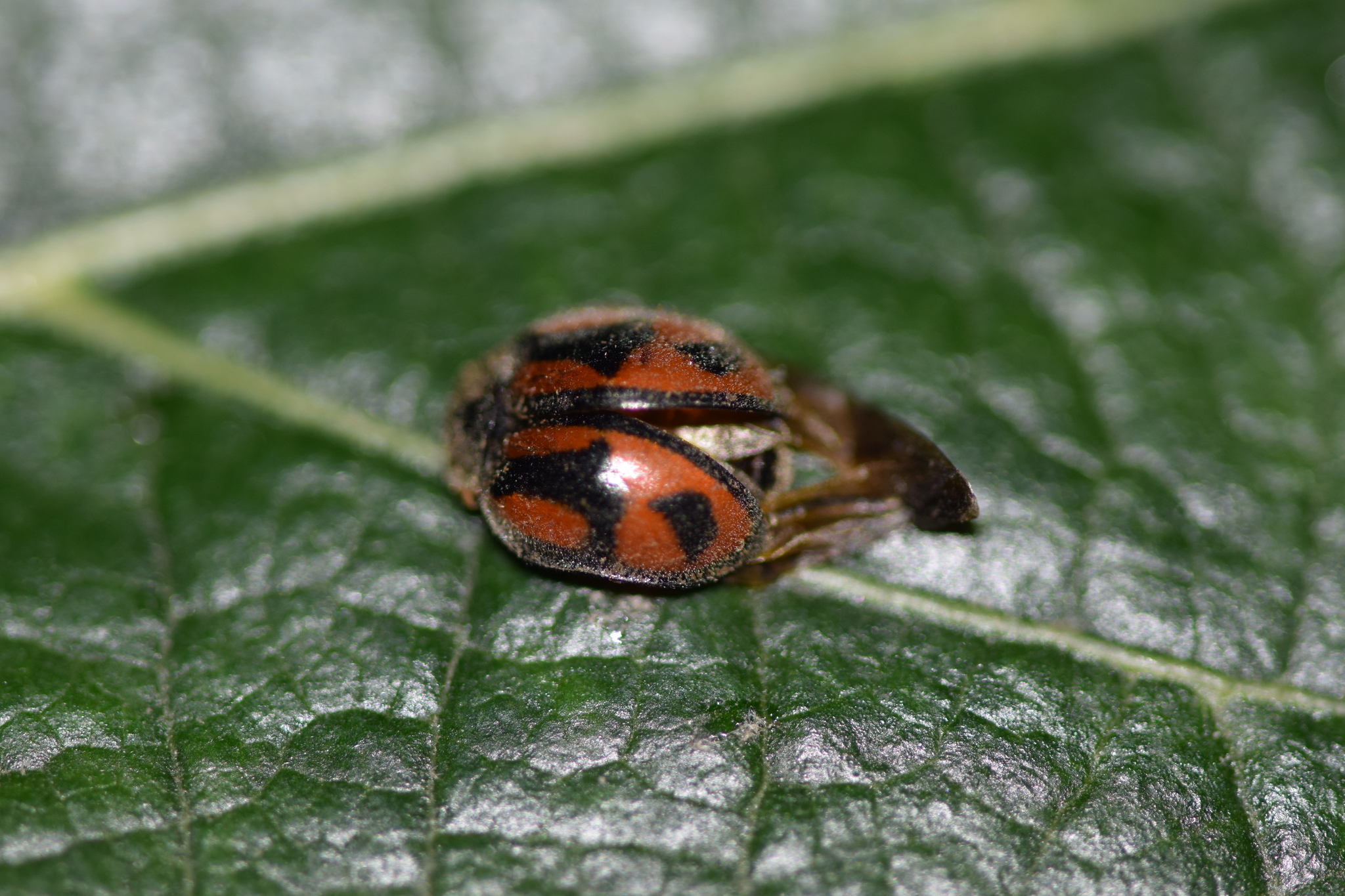 Epilachna image