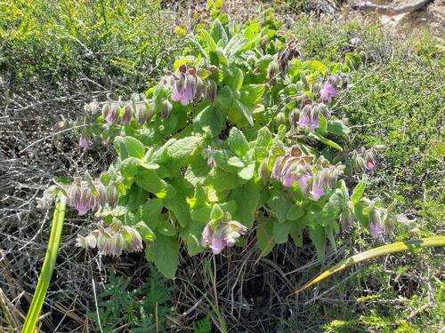 Lepechinia fragrans