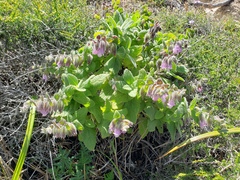 Lepechinia fragrans