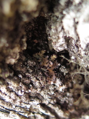 Hypogymnia bitteri