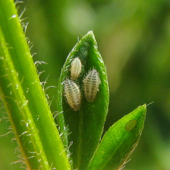Ctenocallis