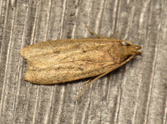 Glyphidocera
