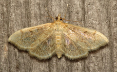 Anania quebecensis