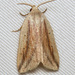 Feeble Grass Moth - Photo (c) Nick Block, some rights reserved (CC BY), uploaded by Nick Block