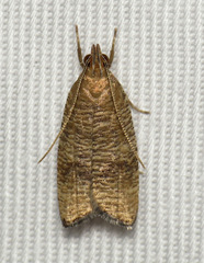 Psilocorsis cryptolechiella
