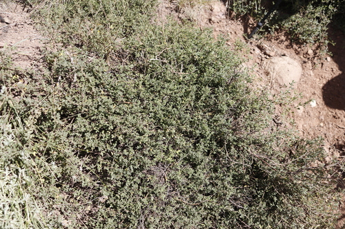 Image of Melolobium microphyllum by (c) Tony Rebelo, some rights reserved (CC BY-SA)