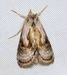 Chrysanympha formosa