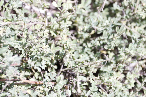 Image of Melolobium microphyllum by (c) Tony Rebelo, some rights reserved (CC BY-SA)
