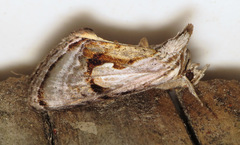 Chrysanympha formosa