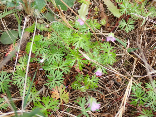 Longstalk cranesbill (Geranium columbinum)