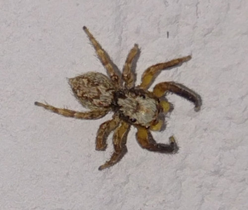 Pseudeuophrys vafra
