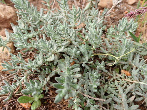 Subspecies Teucrium polium clapae · iNaturalist