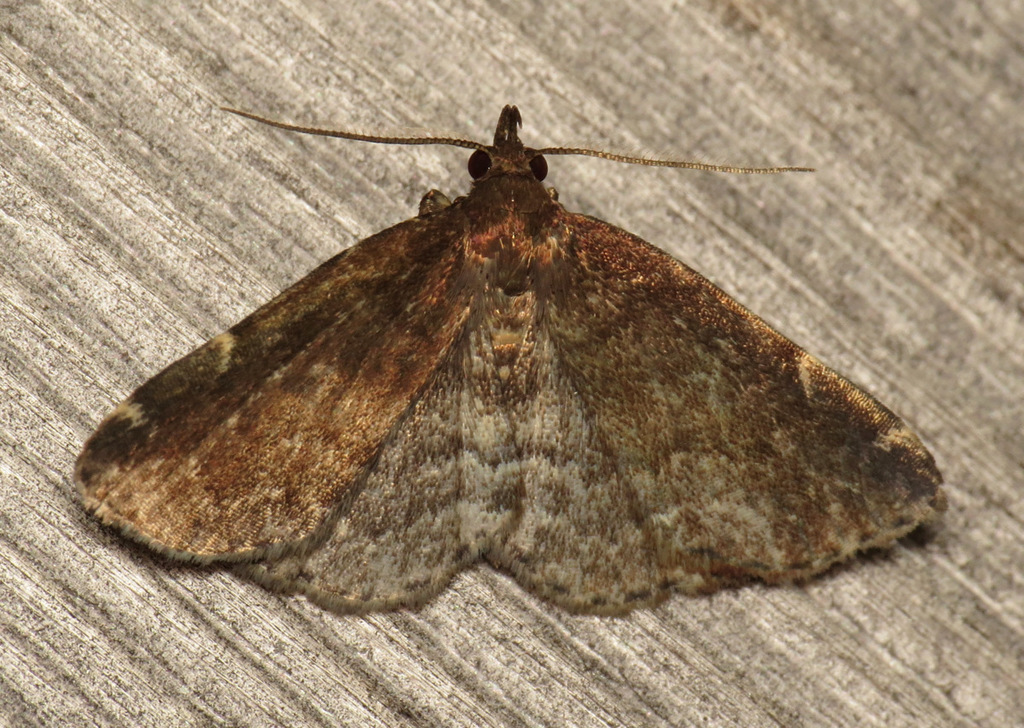 Forbes' Idia Moth